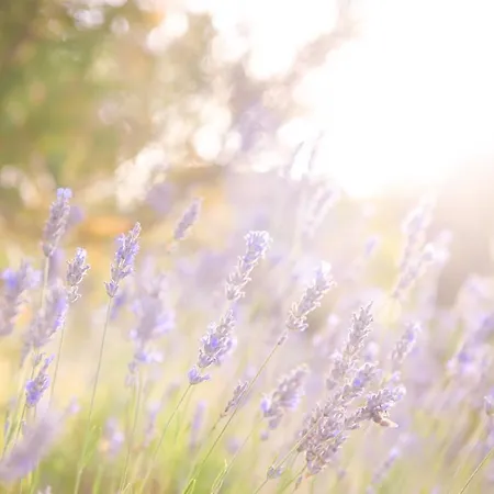 Lavanda Farm Apartmani Rakovica Exterior photo