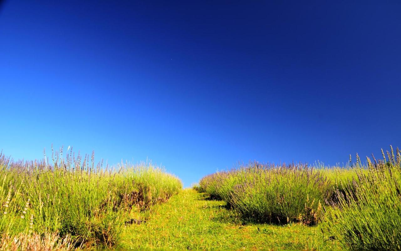Lavanda Farm Apartmani