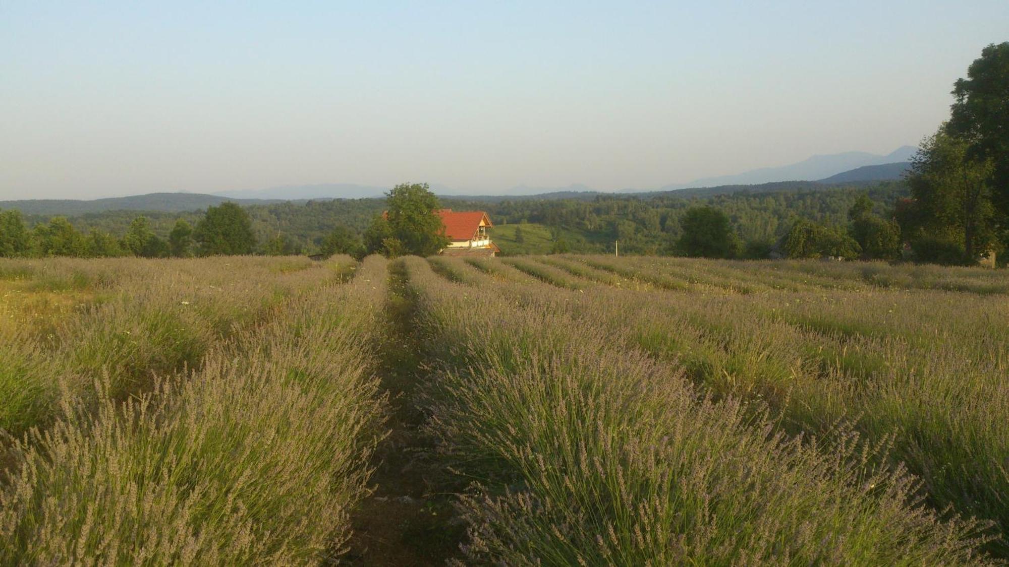 Apartment Lavanda Farm Apartmani