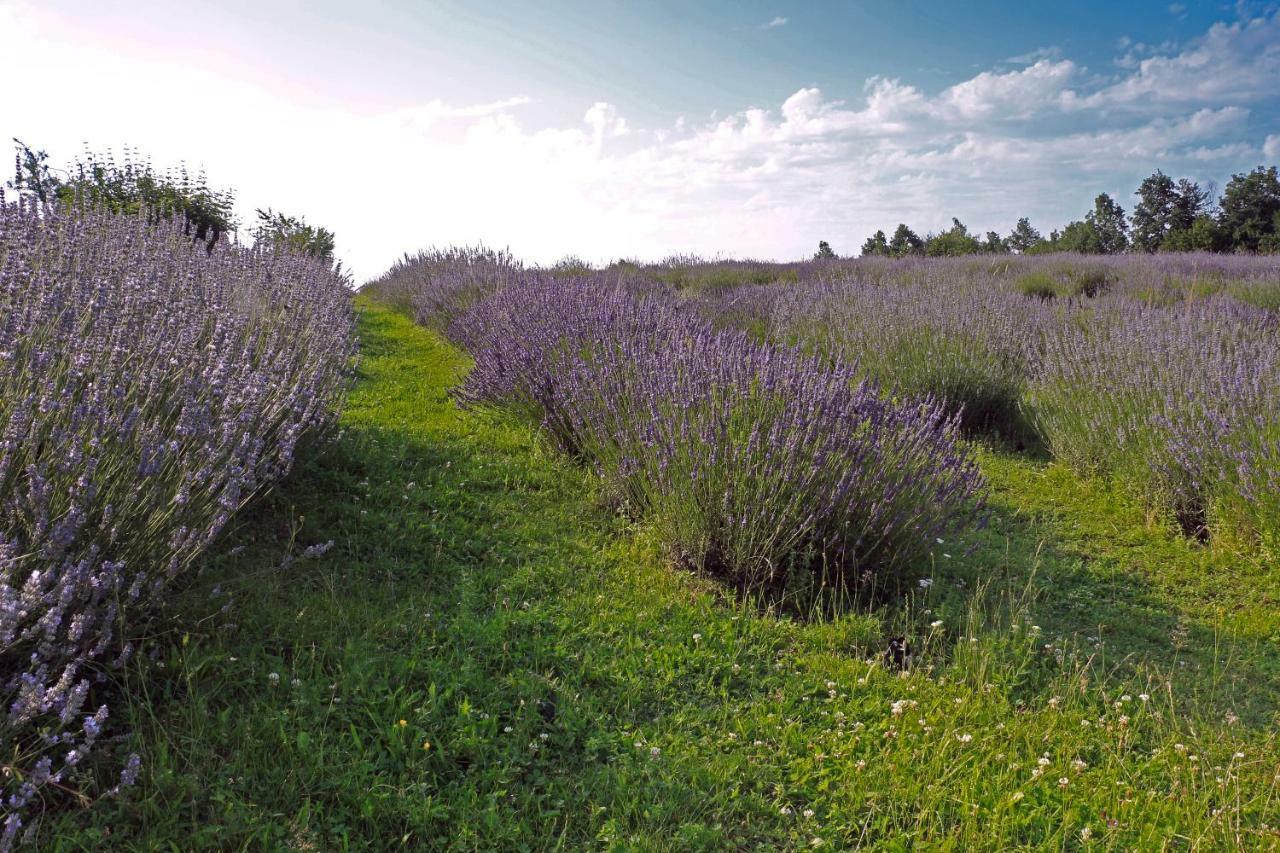 Lavanda Farm Apartmani Apartment Rakovica